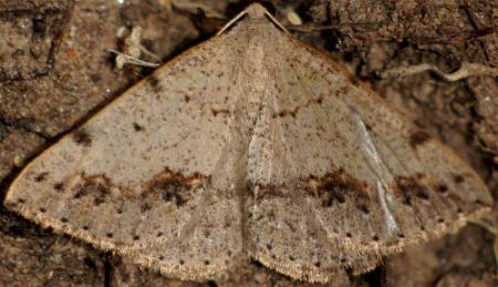 Taxeotis perlinearia