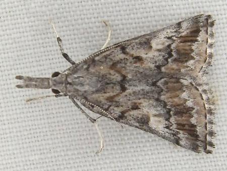 Phrixocomes ptilomacra