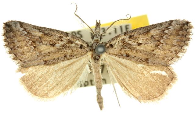 Phrixocomes ptilomacra