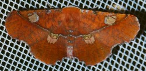 Oenochroma quardrigramma