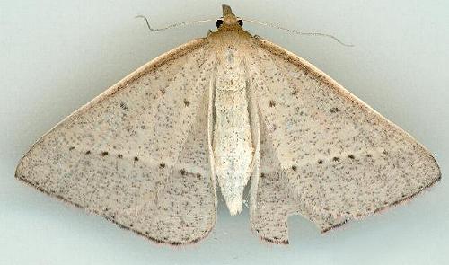 Epidesmia reservata