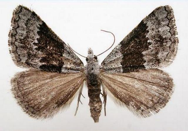 Dichromodes rimosa