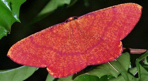 Eumelea rosalia