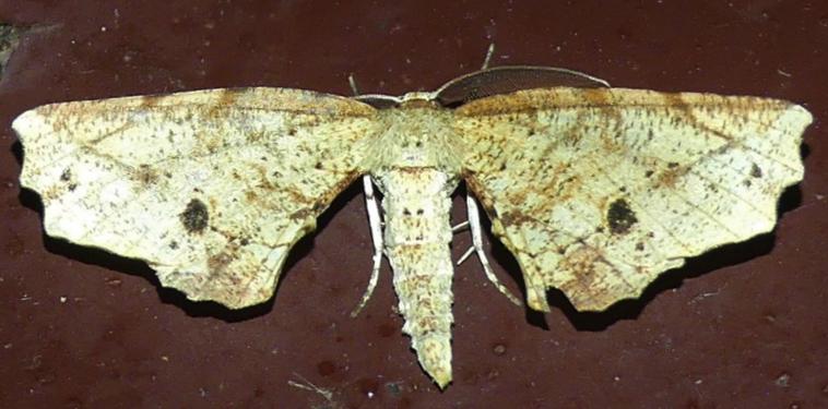 Parepisparis rutila