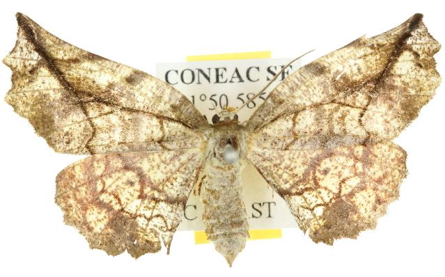 Parepisparis rutila