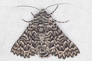 Dinophalus serpentaria