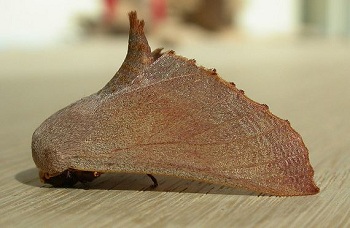 Monoctenia smerintharia
