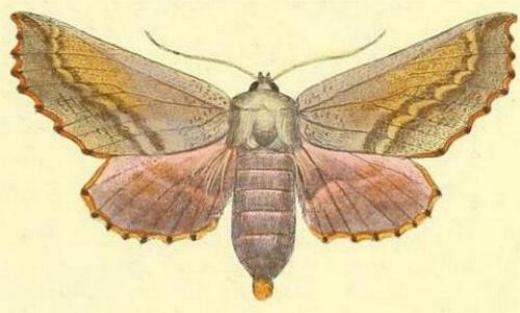 Monoctenia smerintharia