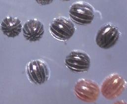Taxeotis subvelaria