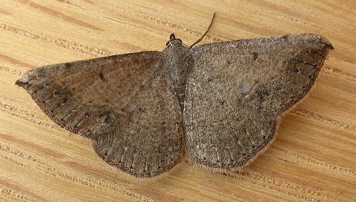 Taxeotis subvelaria