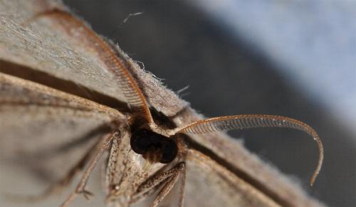 Epidesmia tryxaria