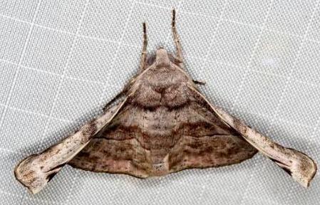 Oenochroma turneri