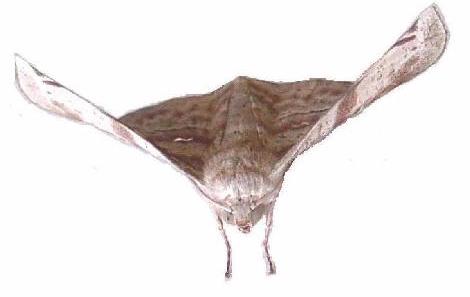 Oenochroma turneri