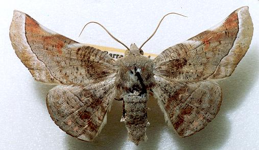 Oenochroma turneri