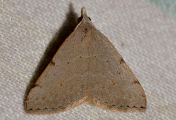 Dichromodes usurpatrix
