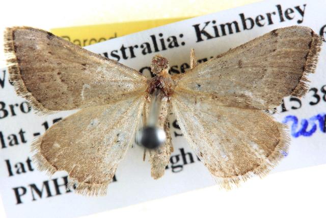 Dichromodes usurpatrix