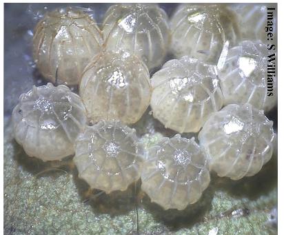 Discophlebia catocalina