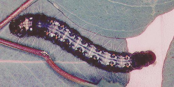 Discophlebia catocalina