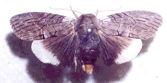 Discophlebia catocalina