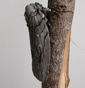 Discophlebia catocalina