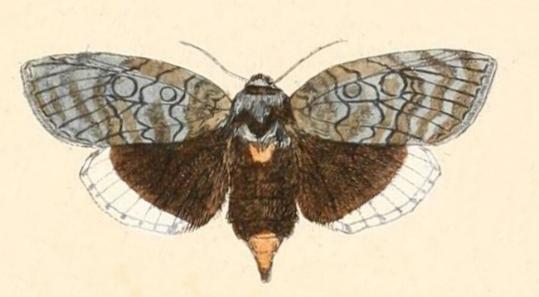 Discophlebia catocalina