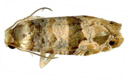 Lobesia arescophanes