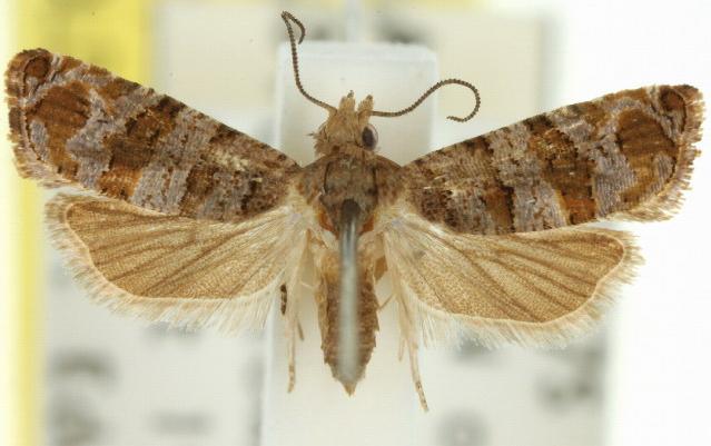 Lobesia arescophanes