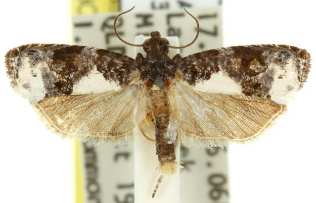 Euobraztsovia chionodelta