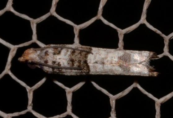 Spilonota constrictana