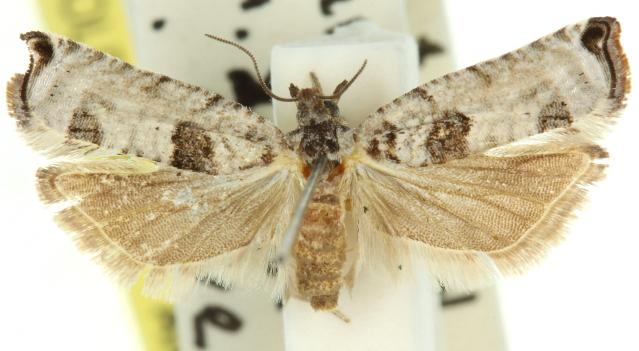 Spilonota constrictana