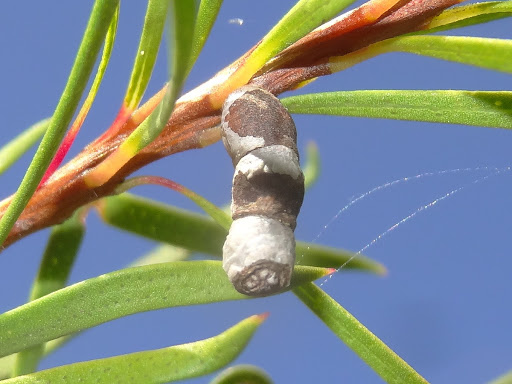 Spilonota constrictana