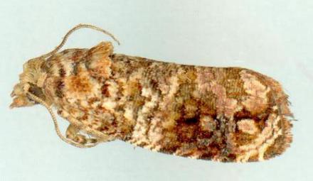 Gnathmocerodes euplectra