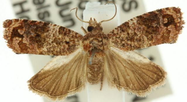 Gnathmocerodes euplectra