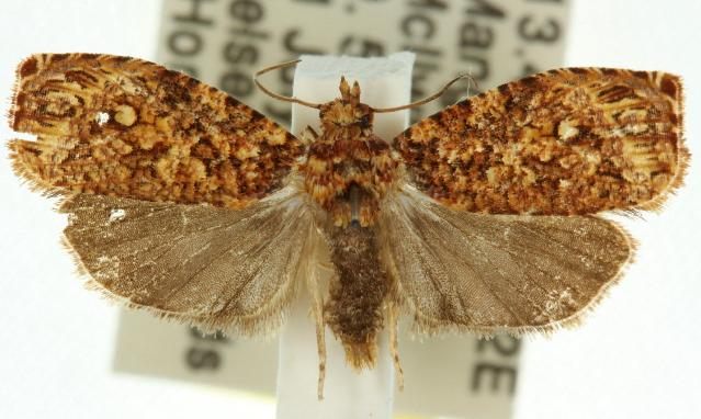 Sycacantha exedra