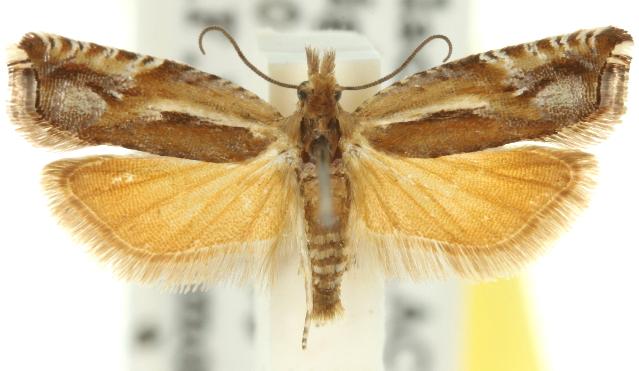Ancylis himerodana