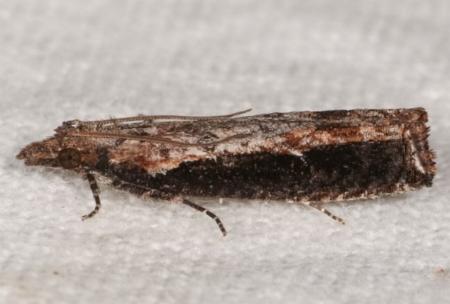 Strepsicrates infensa