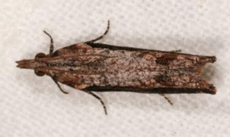 Strepsicrates infensa