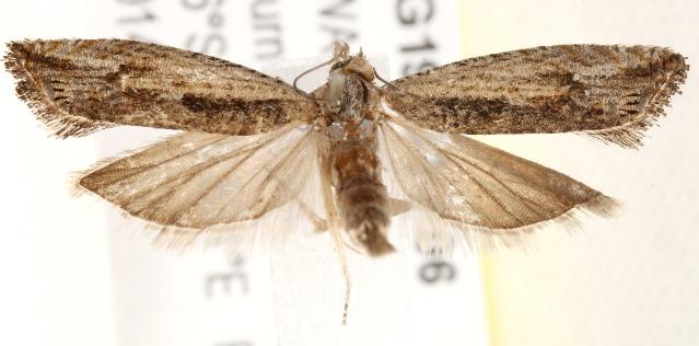 Strepsicrates macropetana