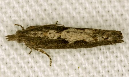 Strepsicrates macropetana