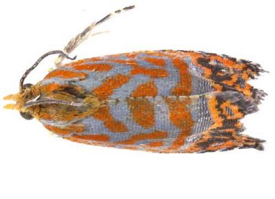 Loboschiza martia