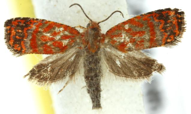 Loboschiza martia