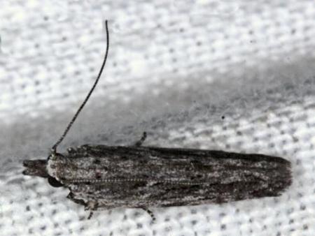 Holocola melanographa