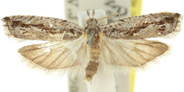 Holocola melanographa
