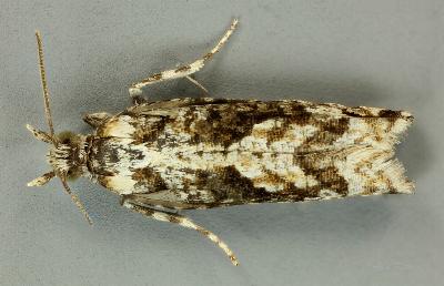 Oxysemaphora notialis