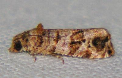 Lobesia peltophora