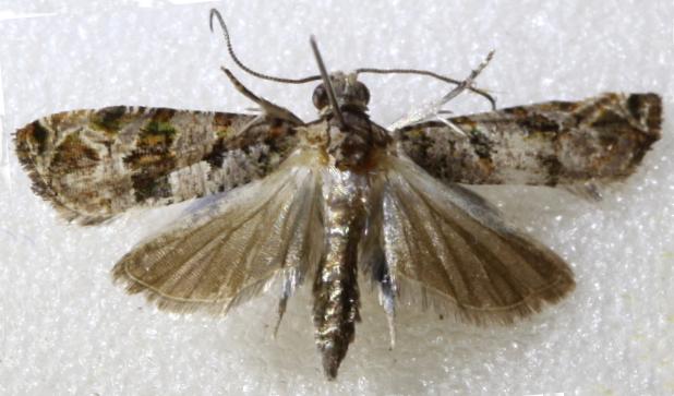 Lobesia peltophora