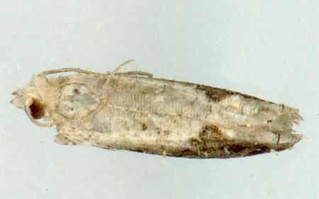 Whittenella peltosema