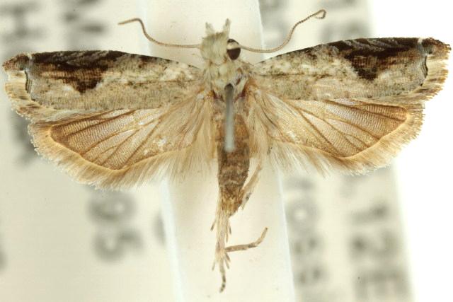 Whittenella peltosema