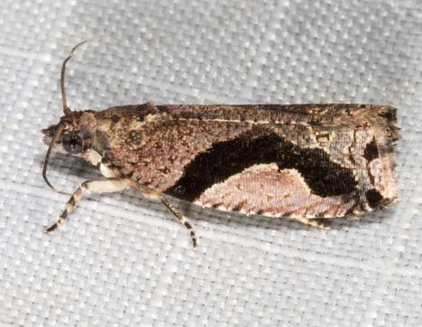 Statherotis pendulata