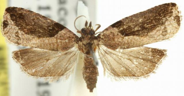 Statherotis pendulata